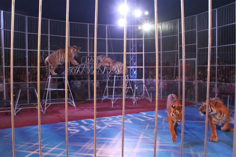Atlantis Circus